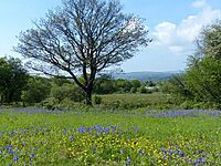 Bluebells and Buttercups, Aberbargoed Grasslands - geograph.org.uk - 3985113.jpg