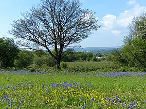 Bluebells and Buttercups, Aberbargoed Grasslands - geograph.org.uk - 3985113