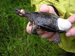 Bog turtle with affixed radio transmitter 2