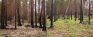 Boreal pine forest after fire
