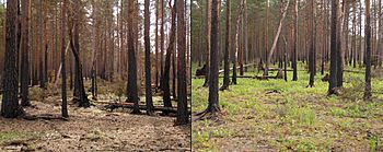 Boreal pine forest after fire