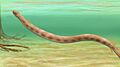 Brachydectes