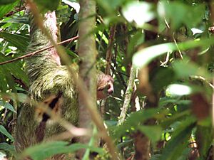 Brown-throated three-toed sloth male