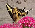 Butterfly House 1
