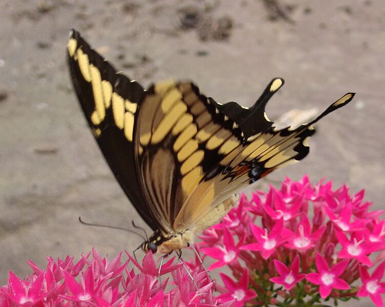 Butterfly House 1