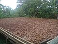 Cacao Beans Drying