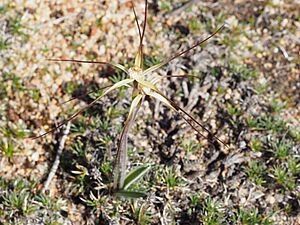 Caladenia dimidia habit
