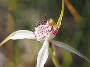 Caladenia longicauda subsp. eminens 04