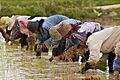 Cambodian farmers planting rice