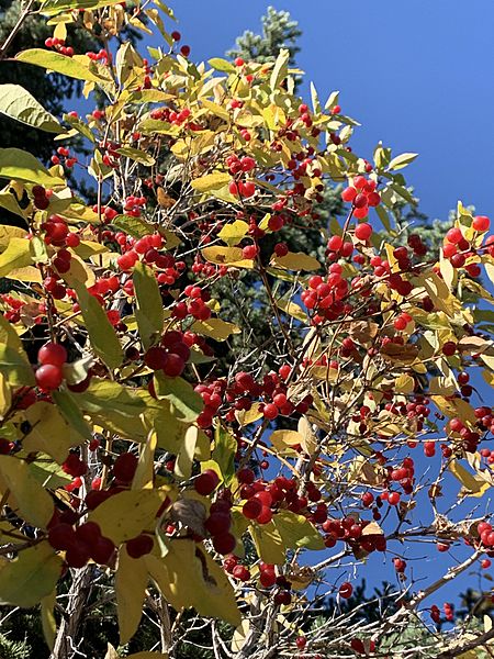 Canadian Buffaloberry