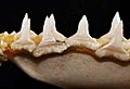 Carcharhinus longimanus lower teeth