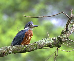 Ceryle torquatus