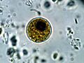 Chlamydomonas EPA