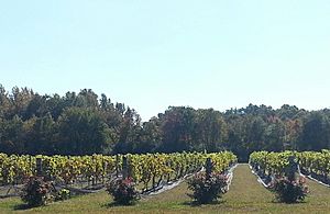 Coda Rossa Winery - Vineyard