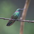 Colibri serrirostris-White-vented Violetear (Male)