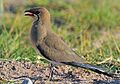 Collared pratincole (Glareola pratincola)