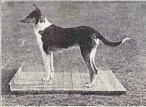 Collie (smooth) from 1915