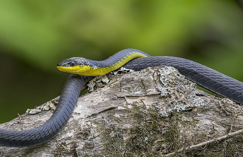 Common tree snake (Dendrelaphis punctulatus) Daintree 4