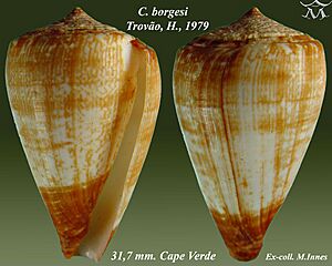 Conus borgesi 2.jpg