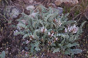 Deseret milkvetch (Astragalus desereticus) (31496943688).jpg