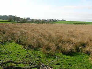 Dundonald and Castle from Galrigs Loch site