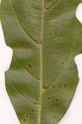 Endiandra discolor leaf