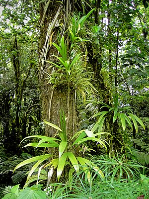 Epiphytes (Dominica)