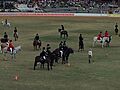 Equestrian competitions, main oval, Ekka, 2015