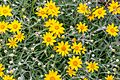 Eriophyllum lanatum, Christchurch Botanic Gardens, New Zealand 05