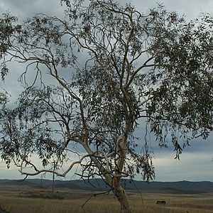 Eucalyptus lacrimans.jpg