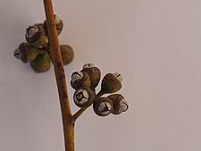 Eucalyptus nova-anglica fruit