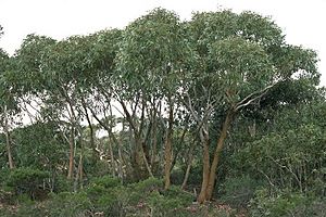 Eucalyptus suberea.jpg