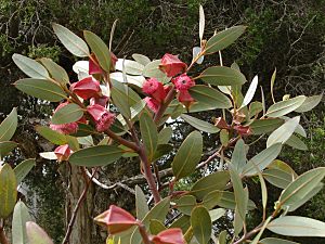 Eucalyptus tetraptera1.jpg