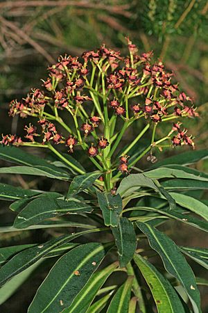 Euphorbia mellifera k1.jpg