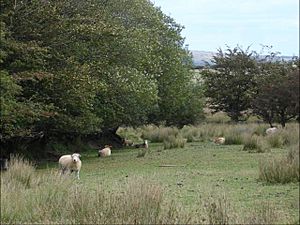 Exmoor Horn in habitat.jpg