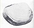 FMIB 34793 Shell of Schizothaerus nuttalli, the 'Great Blue Clam'