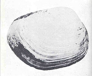 FMIB 34793 Shell of Schizothaerus nuttalli, the 'Great Blue Clam'.jpeg