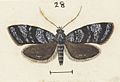 Fig 28 MA I437894 TePapa Plate-XXXIII-The-butterflies full (cropped)