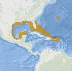 FileHolacanthusBermudensisRange