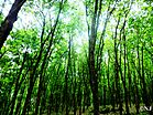 Forests invoking to be explored.JPG
