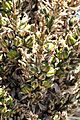 Frutos de Puya alpestris ssp zoellnerii 01