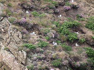 Fulmarus glacialis -Erris Head, County Mayo, Ireland -nests-8