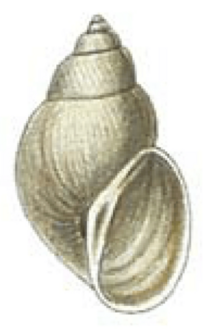 Galba schirazensis shell 2