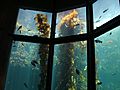 Giant kelp (Macrocystis pyrifera) 01