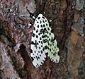 Giant leopard moth 20050612 173823 1.1300x1210