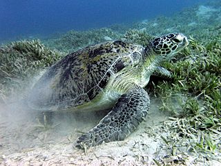 Green sea turtle near Marsa Alam
