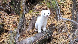 Haida Ermine (Mustela haidarum)
