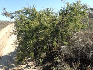 Hakea horrida habit