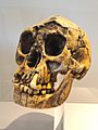 Homo floresiensis skull - Naturmuseum Senckenberg - DSC02091