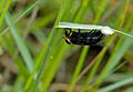 Horse Fly (Tabanidae) female laying eggs (12615749733)